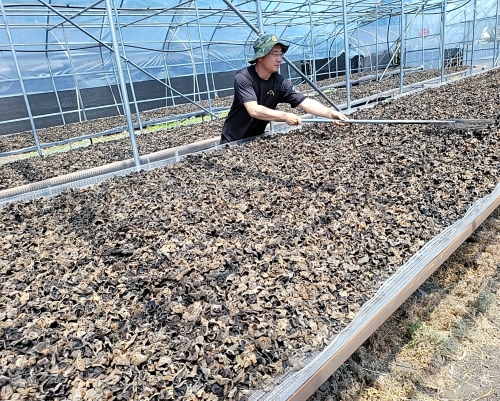 集成工贸—木耳-2